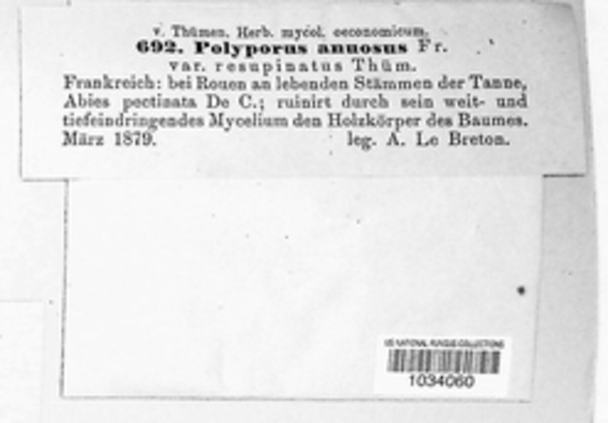 Heterobasidion annosum image